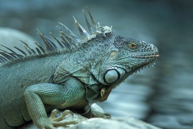 Endonezya 'daki Bali Adası' nda yeşil bir Iguana hayvanı. Endonezya, Bali, Mart, 3, 2001