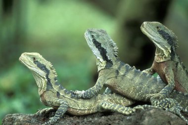 Endonezya 'daki Bali Adası' ndaki bir parkta küçük yeşil kertenkele ya da iguanalar. Endonezya, Bali, 3 Mart 2001