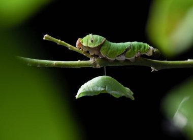 Pupa attached to a leaf waiting for the perfect body,butterfly worm
