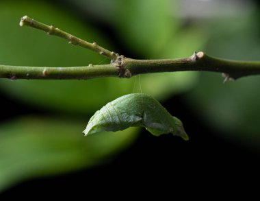 Pupa attached to a leaf waiting for the perfect body,butterfly worm
