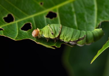 Green worm eating green leaf,natural background