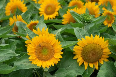 Ayçiçeği alan Ayçiçeği doğal arka plan. Ayçiçeği çiçeklenme