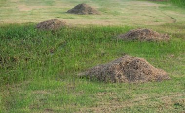 Bahar bahçesinde biçilmiş çim çim kazık