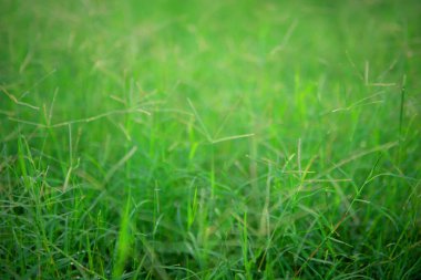young green grass,natural green blurred spring background, selective focus.
