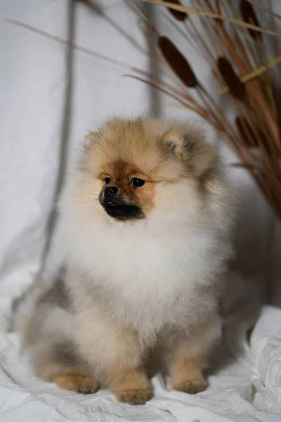 Pomeranian Spitz Cachorro Sobre Fondo Blanco —  Fotos de Stock