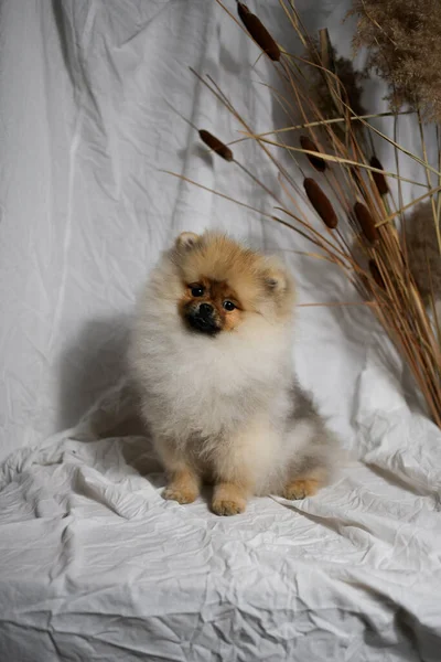 Pomeranian Spitz Κουτάβι Λευκό Φόντο — Φωτογραφία Αρχείου