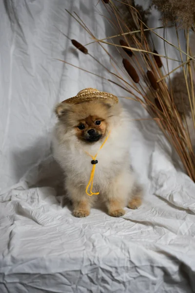 头戴草帽的波美拉尼亚斯皮茨小狗 — 图库照片