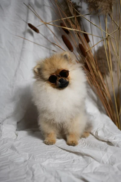 Pomeranian Spitz Cachorro Con Gafas Sol —  Fotos de Stock
