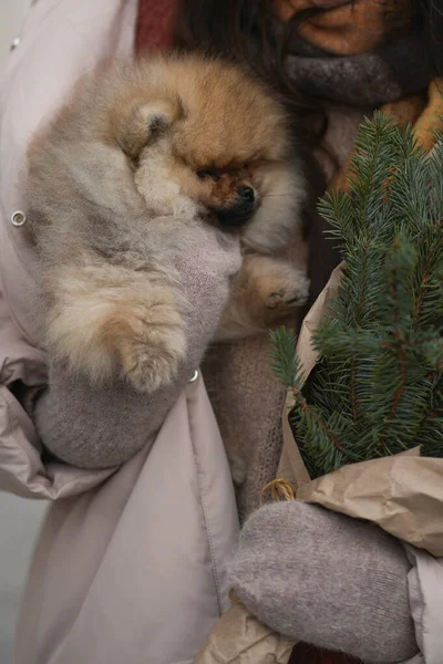 Pomeranian Spitz puppy in the hand winter gloves spruce