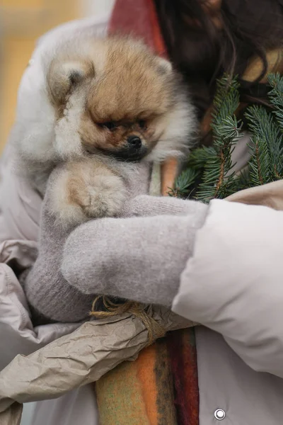 Pomeranian Spitz Κουτάβι Στο Χέρι Γάντια Χειμώνα Έλατο — Φωτογραφία Αρχείου