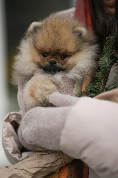 Pomeranian Spitz Κουτάβι Στο Χέρι Γάντια Χειμώνα Έλατο — Φωτογραφία Αρχείου