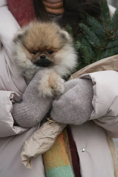 Pomeranian Spitz Cachorro Mão Luvas Inverno Abeto — Fotografia de Stock
