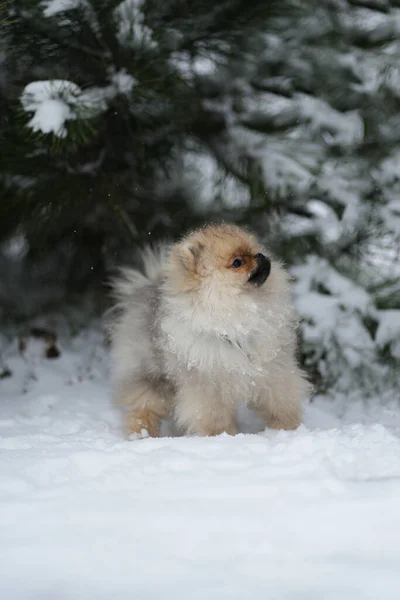 冬季森林中的波美拉尼亚斯皮茨小狗 — 图库照片