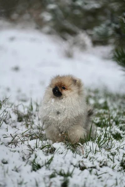 Pomeranian Spitz Κουτάβι Στο Δάσος Του Χειμώνα — Φωτογραφία Αρχείου