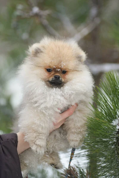 Pomeranian Spitz Puppy Hand Snow Close — Stock Photo, Image