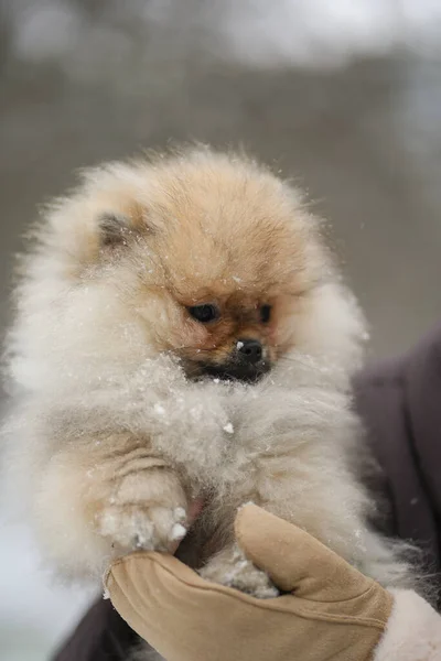 Pomerániai Spitz Kiskutya Kezében Hóban Közelről — Stock Fotó