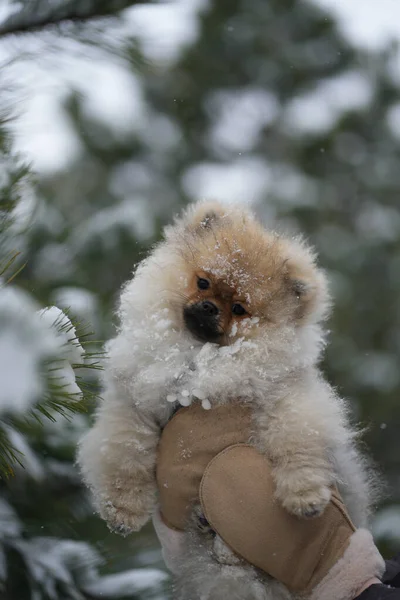Pomeranian Spitz Cachorro Mano Nieve Cerca — Foto de Stock