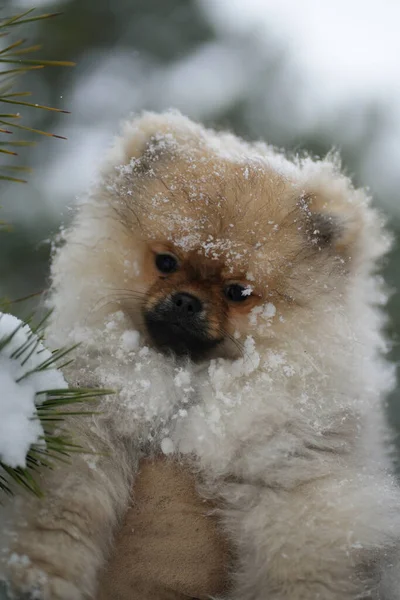 Pomerania Spitz Cucciolo Mano Nella Neve Vicino — Foto Stock