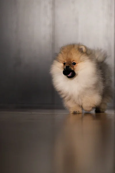 Pomeranian Σπιτζ Κουτάβι Τρέχει Στο Πάτωμα Μαύρη Μπάλα — Φωτογραφία Αρχείου