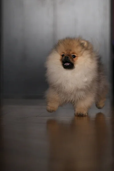 Pomeranian Spitz Cachorro Correndo Chão — Fotografia de Stock