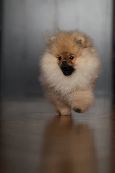 Pomeranian Spitz Cachorro Correndo Chão Com Bola Preta — Fotografia de Stock
