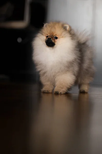 Pomeranian Spitz Puppy Floor — Stock Photo, Image