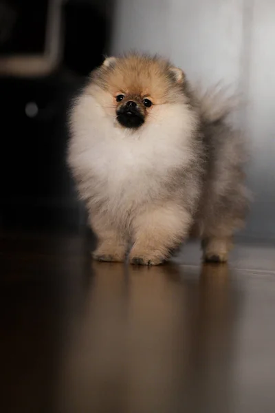 Cachorro Spitz Pomeranian Chão — Fotografia de Stock