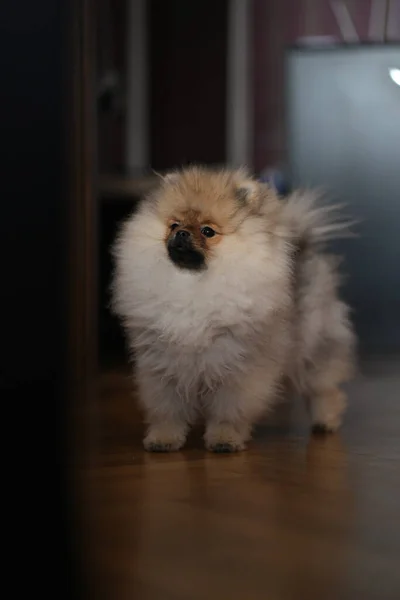 Pomeranian Spitz Cachorro Suelo —  Fotos de Stock