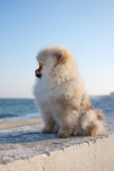 波美拉尼亚小狗在海滩上的飞溅 — 图库照片