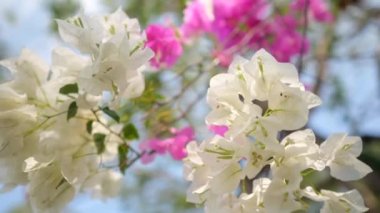 Flowers for 1000000 from successful stocker