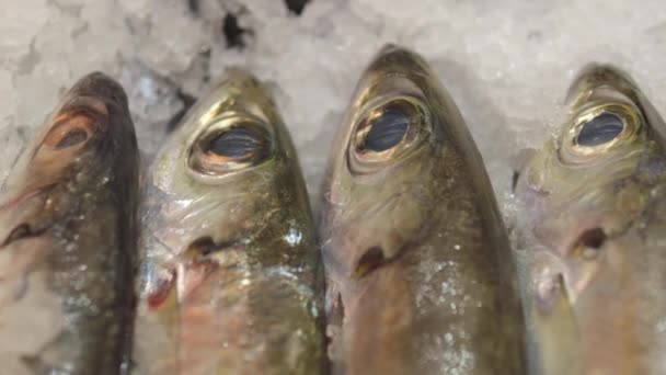 Φρεσκοαλιευμένα Ψάρια Βρίσκονται Ένα Ράφι Πασπαλισμένα Πάγο Για Διατήρηση Της — Αρχείο Βίντεο