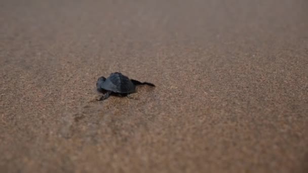Mały Żółw Morski Biegnie Kierunku Morza Szybko Przewracając Płetwy Pierwszych — Wideo stockowe