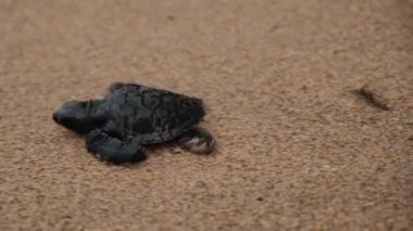 Close-up of a small black sea turtle crawling along the sandy shore. She has only recently hatched from her egg and is now crawling erratically in search of cover.