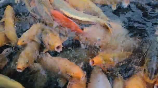 Πολλά Όμορφα Ψάρια Κυρτά Μάτια Διαφορετικών Χρωμάτων Και Μεγεθών Κολυμπούν — Αρχείο Βίντεο