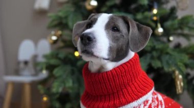 Noel süveteri giymiş köpek ve arka planda Noel ağacı. Noel ve yılbaşı zamanı kırmızı kazaklı şirin bir köpekle yakın çekim. Aile Noel geleneği köpek örgü süveteri..
