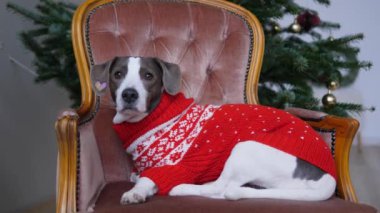 Kar taneli kırmızı kazaklı köpek rahat koltukta oturuyor. Noel ağacının önünde Noel Baba 'dan hediyeler bekleyen beyaz ve kırmızı kazaklı şirin köpeğin sinematik videosu. Köpek gibi rahat kazak konsepti