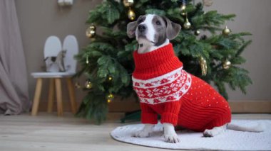 Zarif köpek Noel ağacının karşısında oturuyor, iç dekore edilmiş ve yeni yılı kutlamaya hazır. Köpek, sahiplerini itaatkar bir şekilde bekliyor. Havalı giyinmiş köpek ve atmosferik tatil çekimleri.
