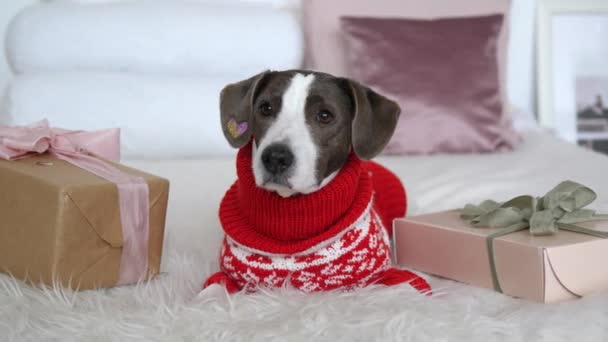聪明的狗躺在毛绒绒的毛毯上 在包裹着的礼物中 随着寒假的临近 你可以感受到魔法和童话的气氛 对假日的预期使气氛特别兴奋 — 图库视频影像