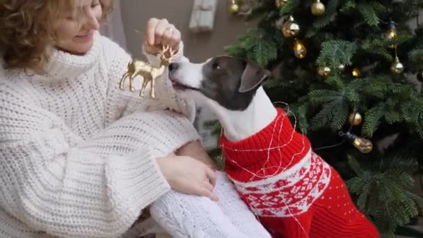 Újév Belsőjében Élvezi Boldogság Pillanatait Boldogan Játszik Kutyával Karácsonyi Hangulat — Stock videók