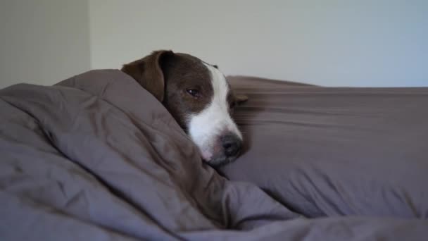 Hunden Somnar Kudden Täckt Med Filt Närbild Hundar Huvudet Ligger — Stockvideo