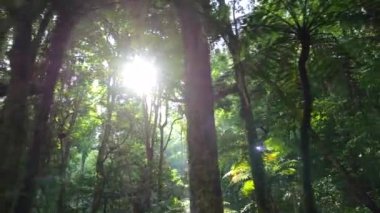 Güneş ışınları görkemli tropikal ağaçları delip geçiyor. Yoğun orman güneş ışığıyla doludur ve büyülü orman manzarası yaratır. Parlak güneşle aydınlatılan yeşil ormanların sinematik görüntüleri..