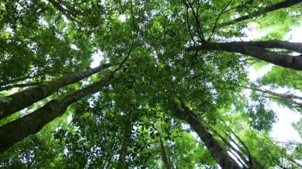 Árboles Altos Poderoso Bosque Iluminado Por Sol Suave Luz Del — Vídeo de stock