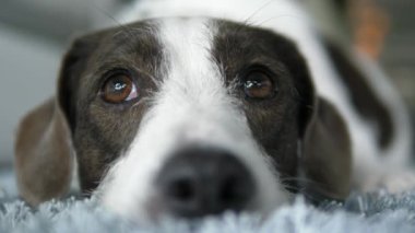 Samimi halının üzerinde uzanan köpek ağızlık ve gözlerin yakın çekimi. Odaklanma, zeki gözlerden sevimli buruna, bağlılığı okuyabilen köpeklere geçer. Üzgün gözler ruha dokunur ve hayvanlara sempati uyandırır.. 
