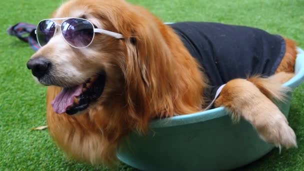Summer Funny Dog Sunglasses Shirt Lies Basin Street Funny Dog — Stock Video