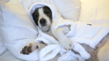 Sıcak pijamalı komik köpek yumuşak yastığa uzanıyor ve sıcak duştan sonra uykuya dalıyor. Köpek kendini rahat ve yumuşak bornoza sarılmış hissediyor. Tatmin olmuş köpek, sevdiklerinin ilgisi ve ilgisiyle çevrilidir..