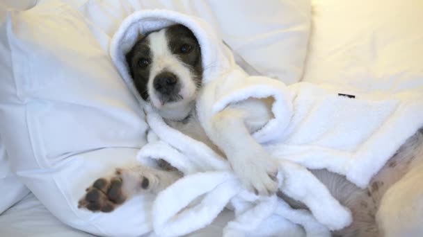 Крупным Планом Смешная Собака Теплой Пижаме Лежит Мягкой Подушке Засыпает — стоковое видео