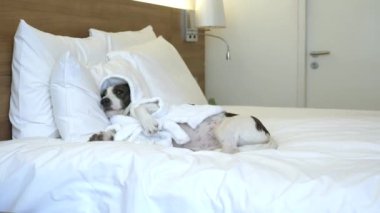 Sıcak terry bornozlu şirin köpek büyük yumuşak bir yatağa yerleşti. Eğlenceli köpek, sahibinin yatağında banyo işleminden sonra dinlenir. Parlak yatak odasında rahat ve rahat bir atmosferi olan evcil bir köpeğin komik görüntüsü..