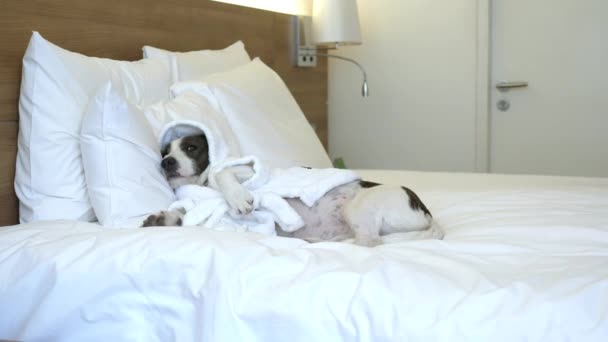 Leuke Hond Warm Badstof Gewaad Groot Zacht Bed Amusante Hond — Stockvideo