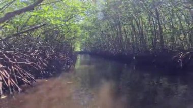 Mangrov ormanındaki tünel, ekoloji. Dinamik video: her iki tarafta birbirine dolanmış ağaç kökleri, yukarıdaki dallar, ve bu da ekoloji. Kavram: Ekolojik koruma - mangrov ormanlarının korunması