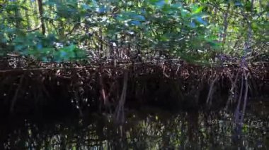 Nehirden mangrov ormanlarına bakın. Dinamik video: mangrov ormanlarının kökleri birbirine dolanır ve dallar yoğun gölgeler yaratır. Kavram: mangrov ormanları doğal bir dalgakıran ve koruma sağlar